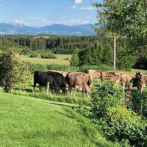 https://kuh-heimat-bergblick-terrasse.com-bavaria.com